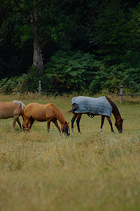 paarden in de wei